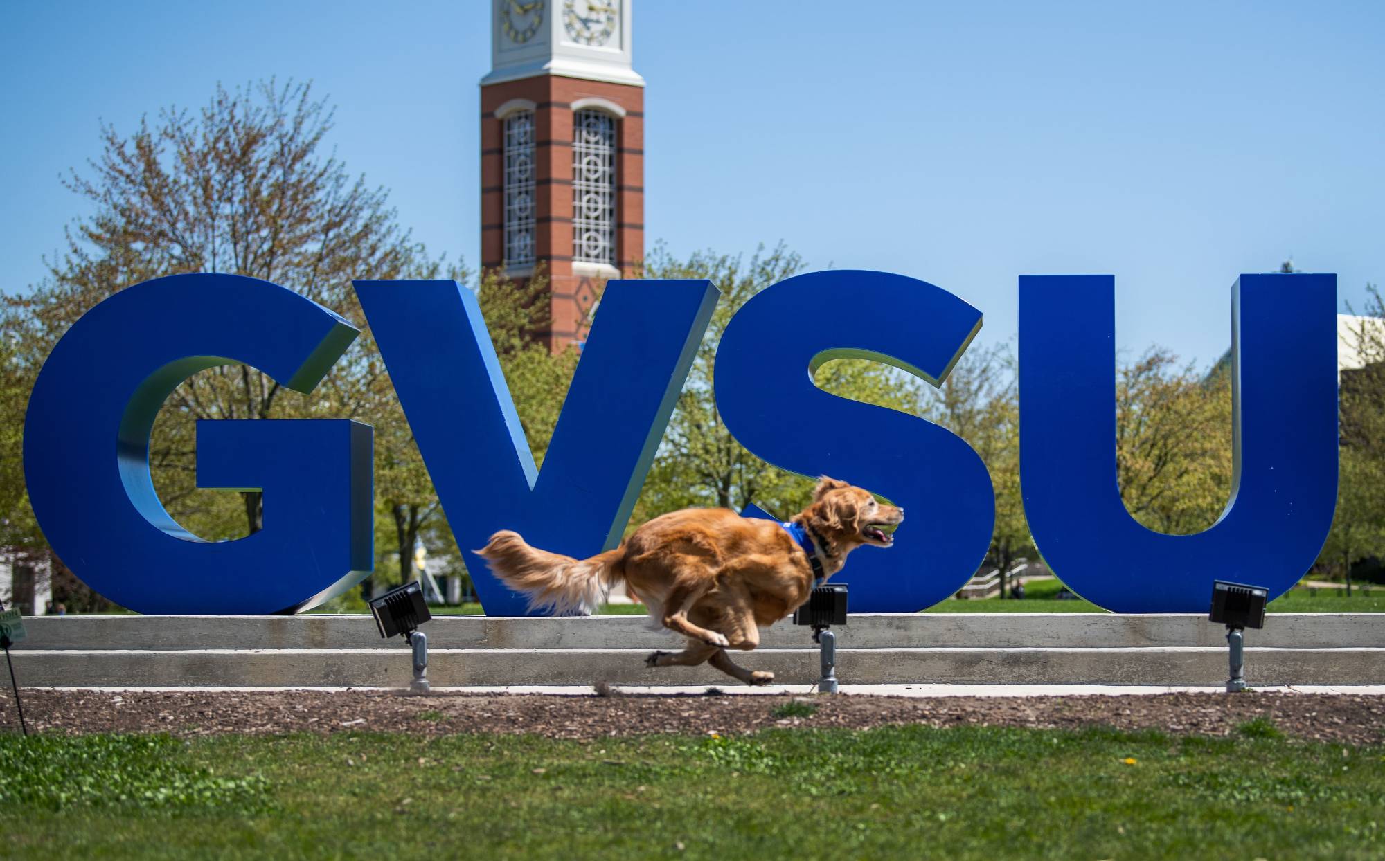 Louie the dog runs fast past the GVSU Letters on campus